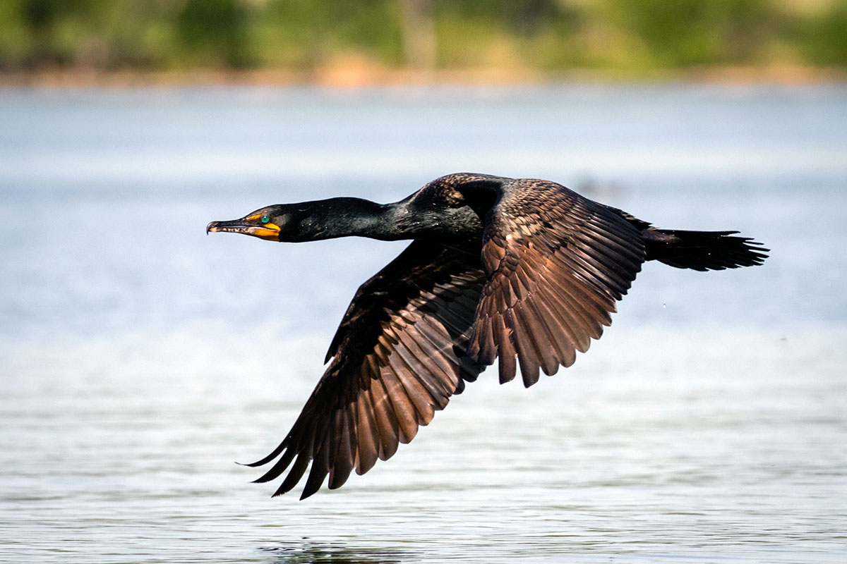 DNR Hopeful on New Cormorant Control Rule Member's Area