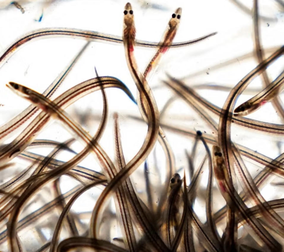 Baby Elvers are worth more than lobsters, scallops, or salmon at market