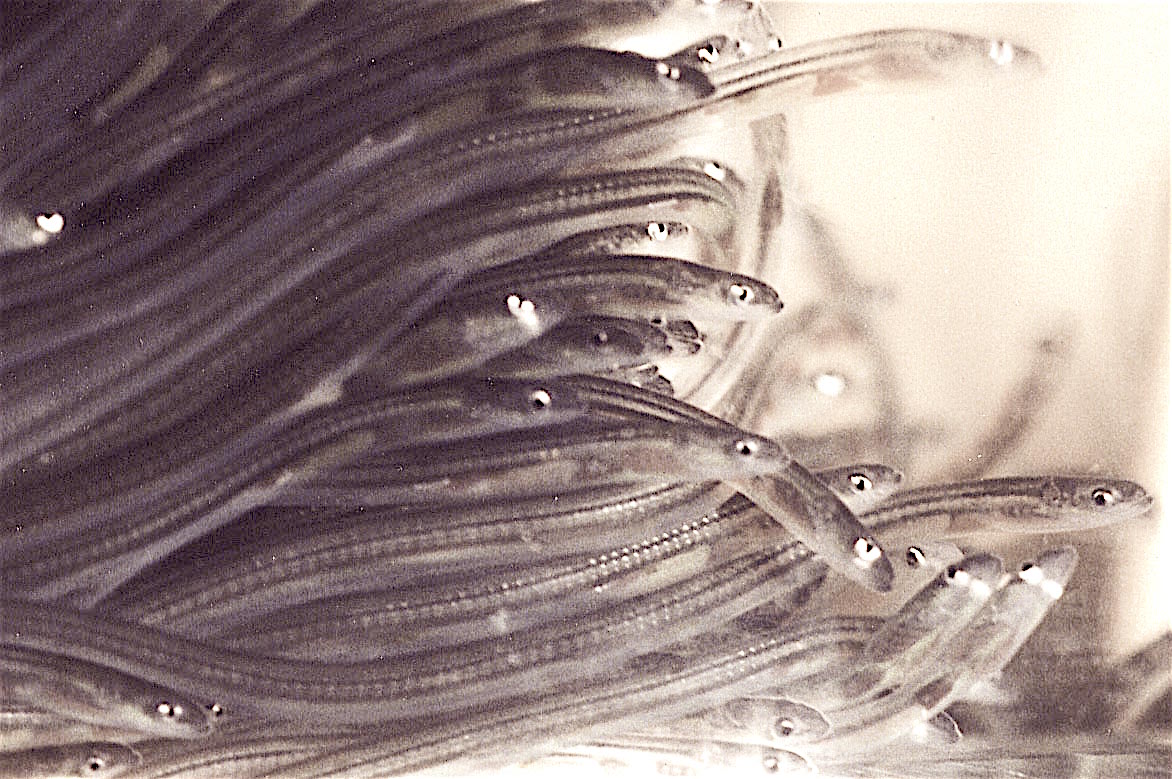 Baby Elvers are worth more than lobsters, scallops, or salmon at market